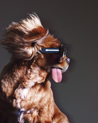 Illustration for article titled Karen Walker's Latest Campaign Stars An Adorable Dog Named Toast